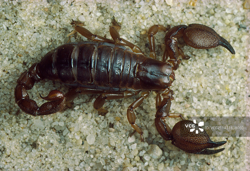 毛拉斯蝎子，一种阿尔及利亚蝎子图片素材