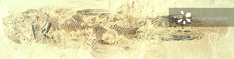 腔棘鱼化石图片素材