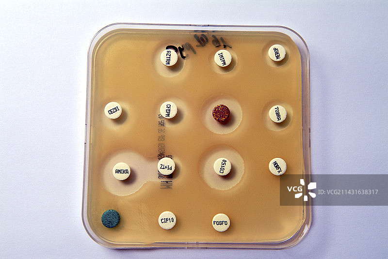 铜绿假单胞菌抗生素测试图片素材