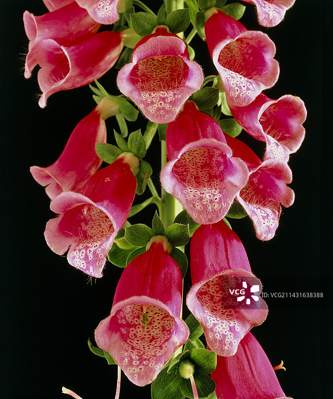 毛地黄花图片素材