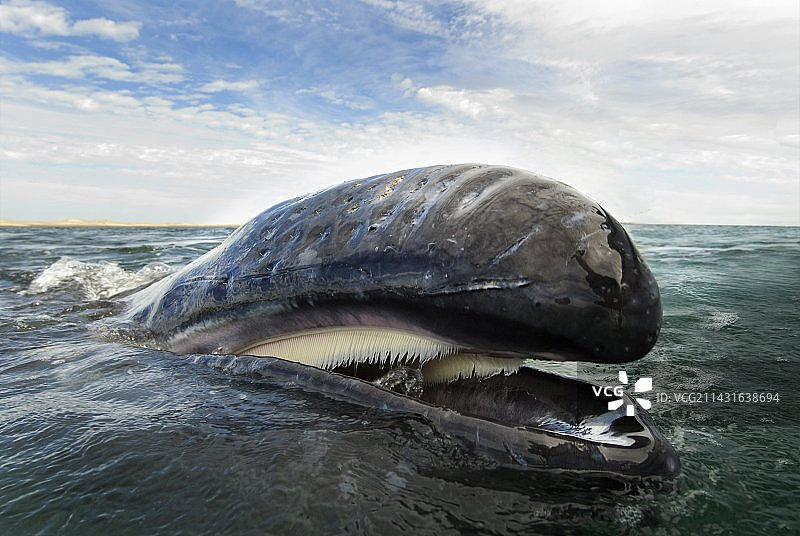 灰鲸图片素材