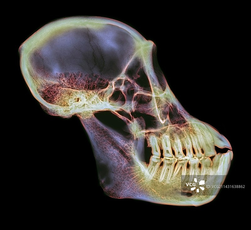 猩猩头骨X光片图片素材