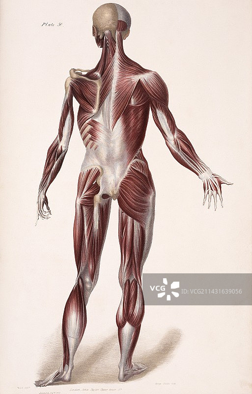 身体肌肉组织图片素材