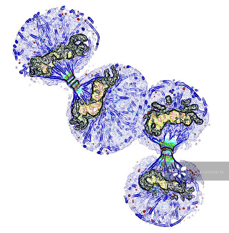 细胞分裂图片素材