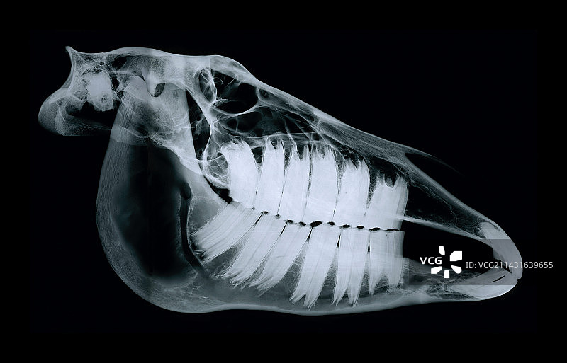 马头骨图片素材