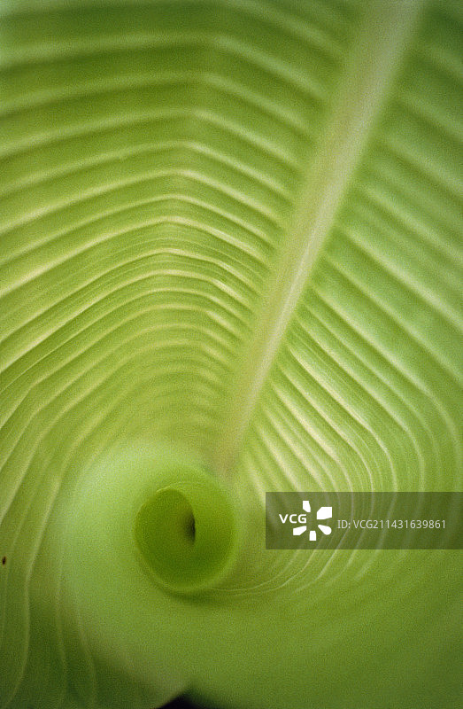 香蕉植物的螺旋状叶子图片素材