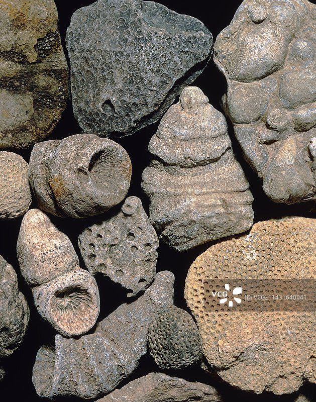 志留纪时期的化石组合图片素材