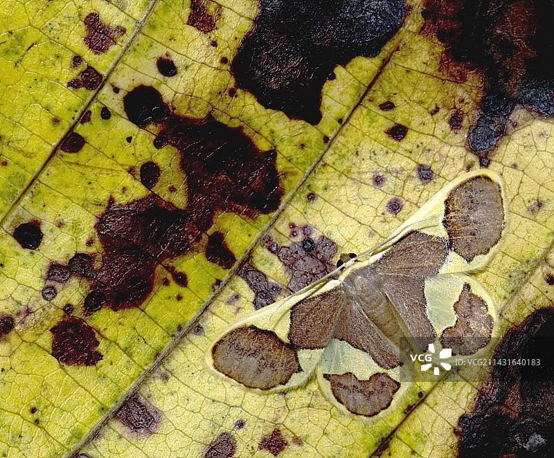 伪装在树叶上的蛾图片素材
