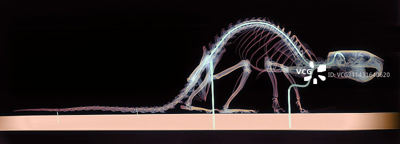 老鼠骨骼图片素材