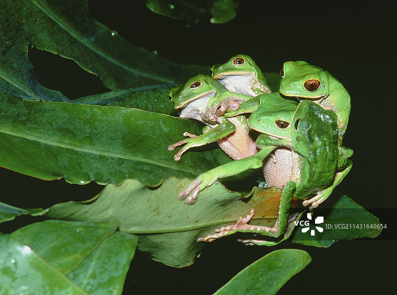 绿树蛙交配图片素材