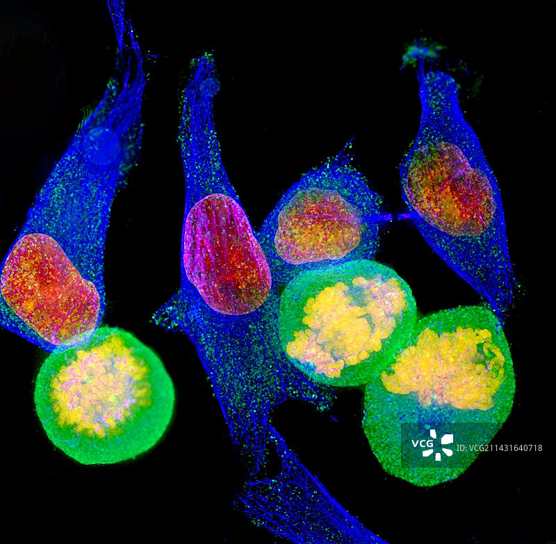 细胞分裂图片素材