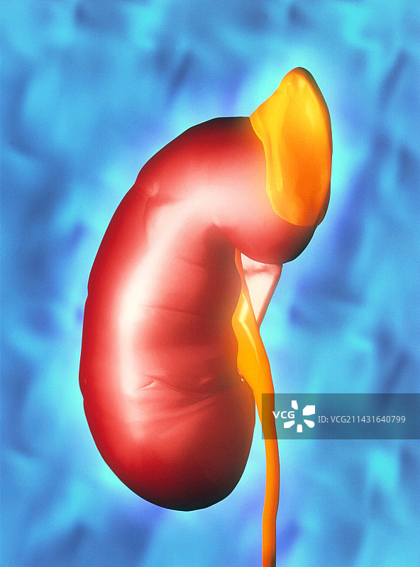 人体肾脏和肾上腺艺术图图片素材