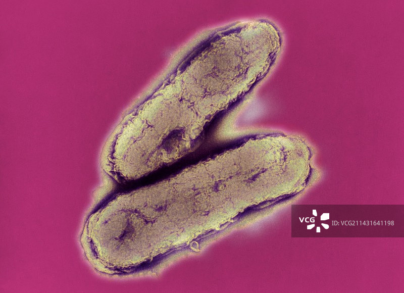 流感嗜血杆菌图片素材