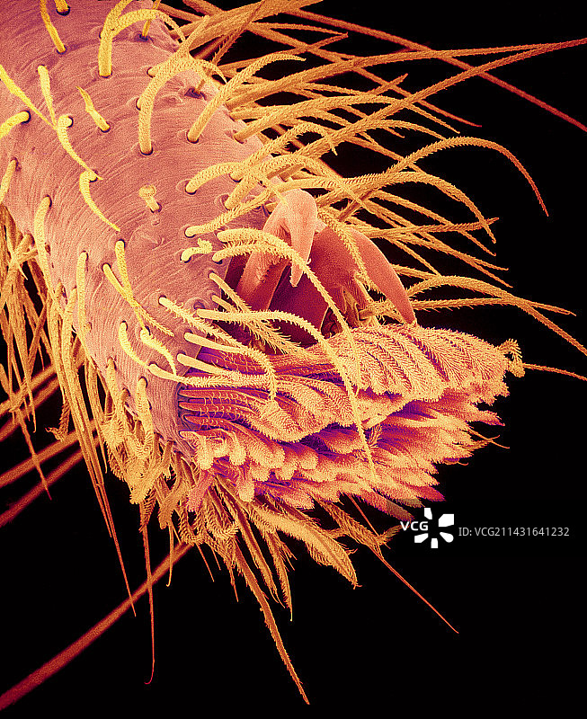 跳蛛足部扫描电镜图图片素材
