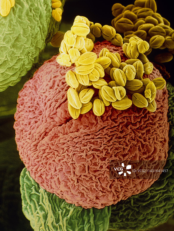 大戟花的花药和花粉图片素材