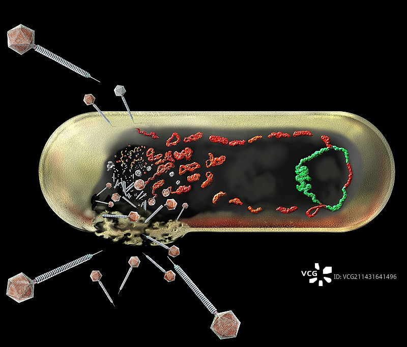 噬菌体繁殖策略图片素材