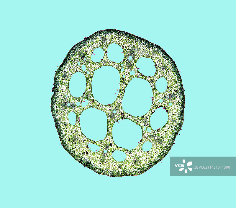 睡莲叶柄的显微照片图片素材