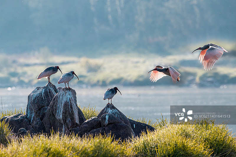 陕西洋县朱鹮图片素材