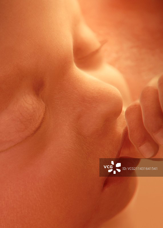 胎儿吮吸拇指图片素材