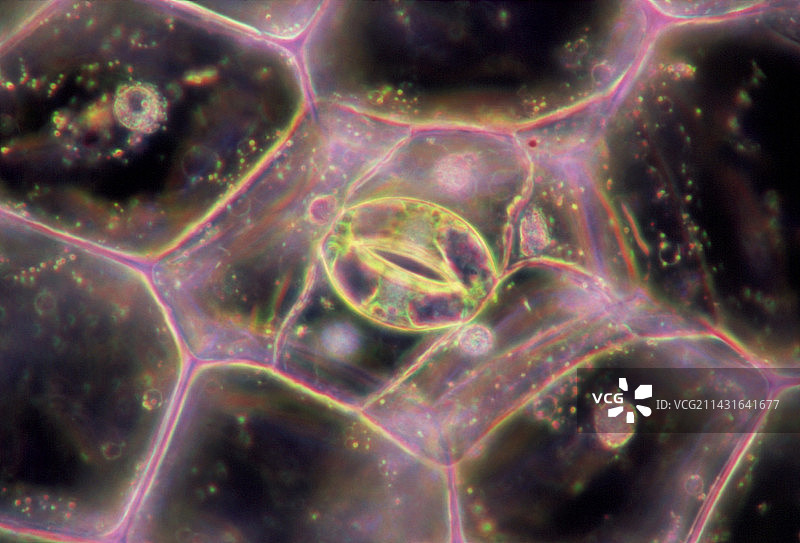 紫鸭跖草表皮细胞的光学显微镜图图片素材