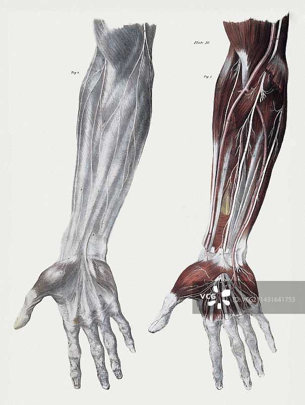 手臂神经图片素材