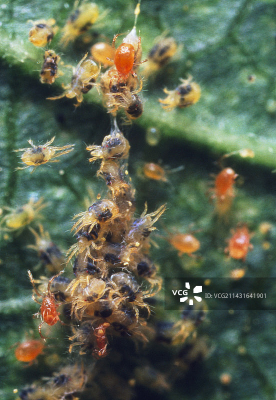 橘色捕食螨攻击蜘蛛螨图片素材