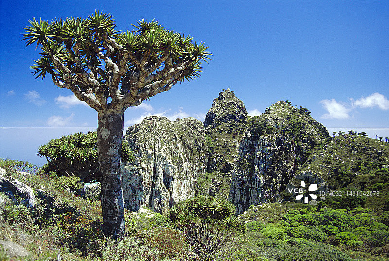 龙血树图片素材