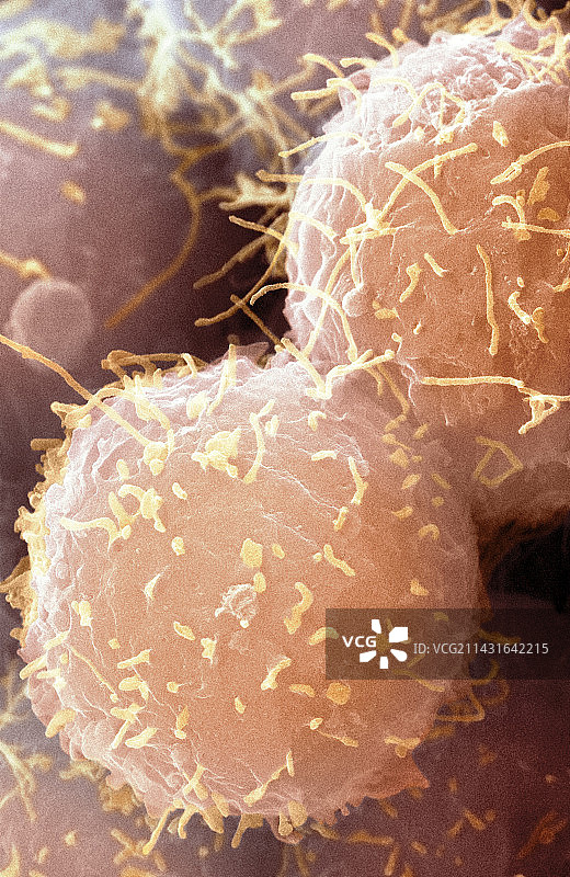 干细胞，扫描电子显微镜图片素材