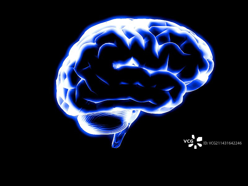 人类的大脑图片素材