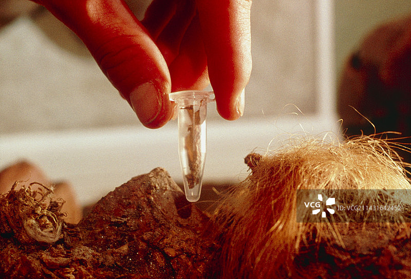 手持猛犸象的组织样本图片素材