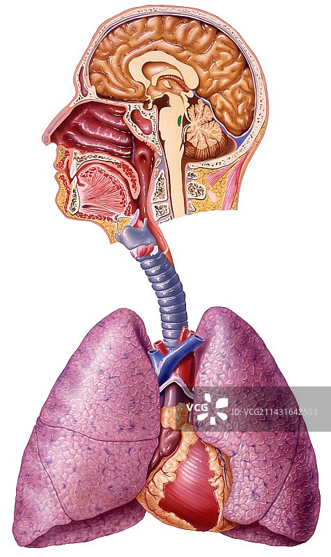 人体呼吸系统艺术图片素材
