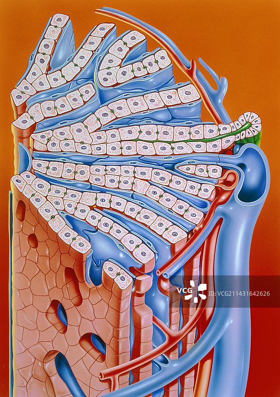 肝脏结构插画图片素材