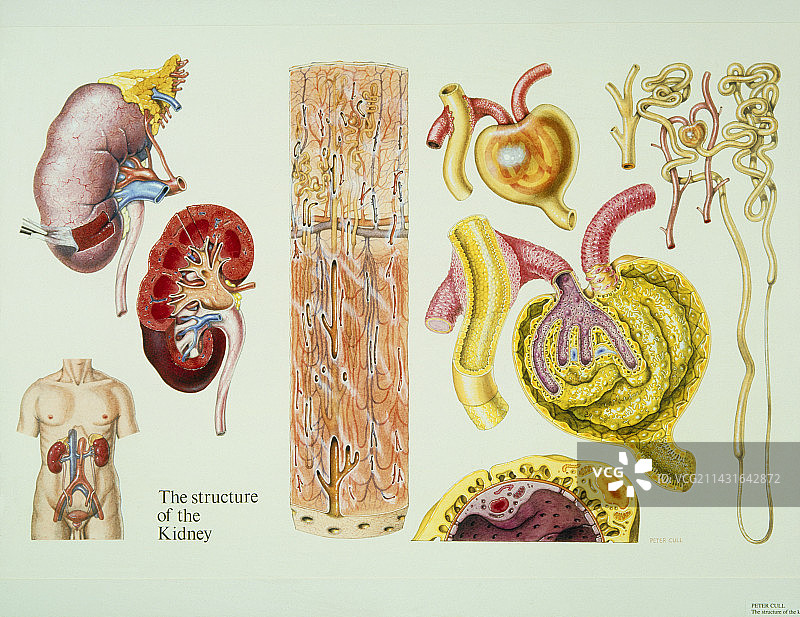 人类肾脏结构插画图片素材