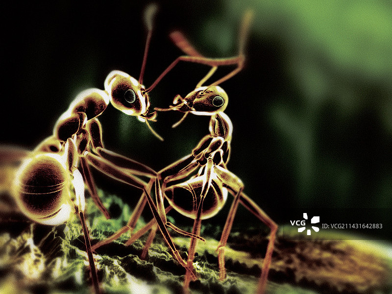 蚂蚁互动电脑艺术作品图片素材