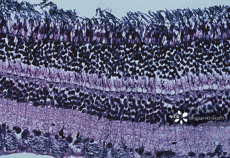 显示眼睛视网膜各层的光学显微镜照片图片素材