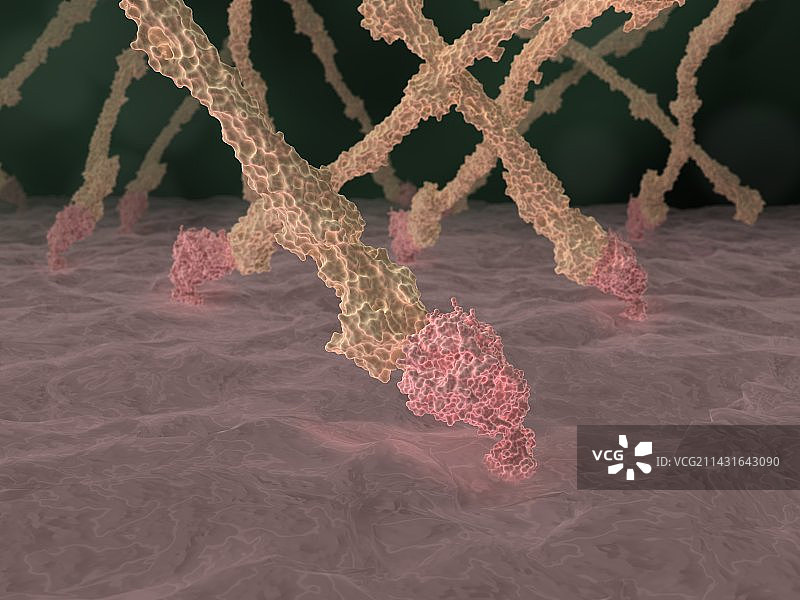 纤维蛋白丝艺术作品图片素材