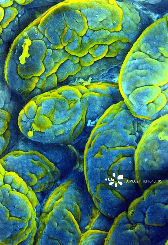 小肠绒毛的彩色扫描电镜图像图片素材