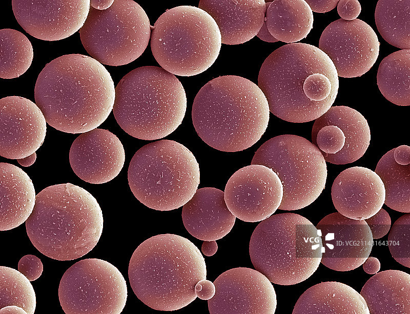 磁性细胞分选球，SEM图片素材