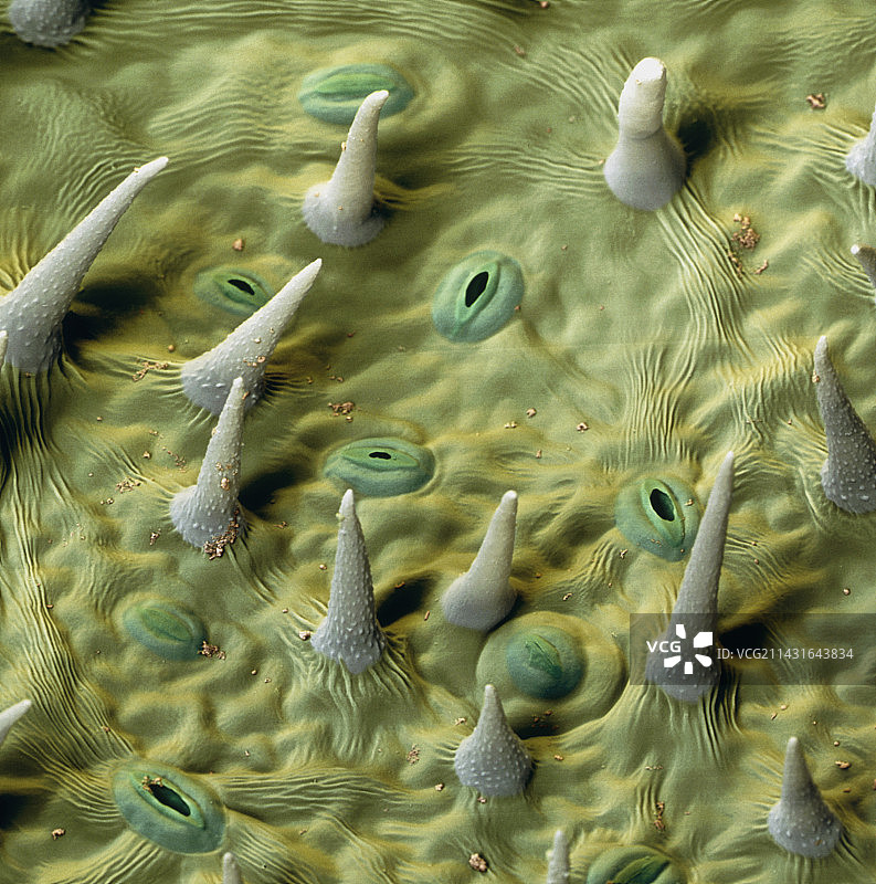 柠檬香蜂草叶子上的绒毛图片素材