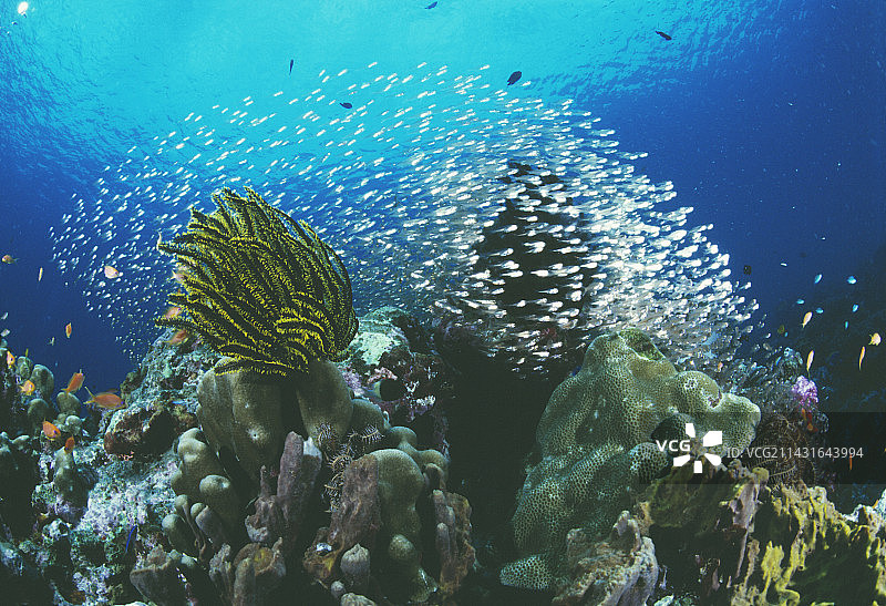 珊瑚礁上的天竺鲷图片素材