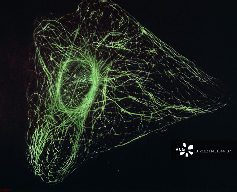 动物细胞紫外荧光显微照片图片素材