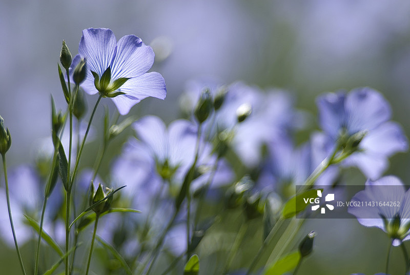 普通亚麻图片素材