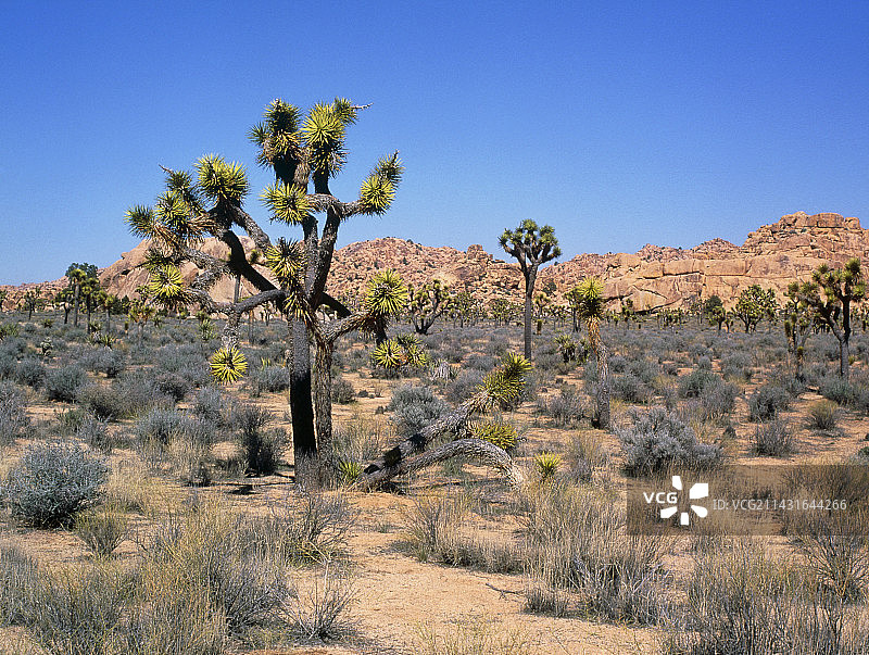 约书亚树国家纪念地的沙漠景观图片素材