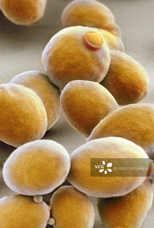 酵母细胞扫描电镜图图片素材