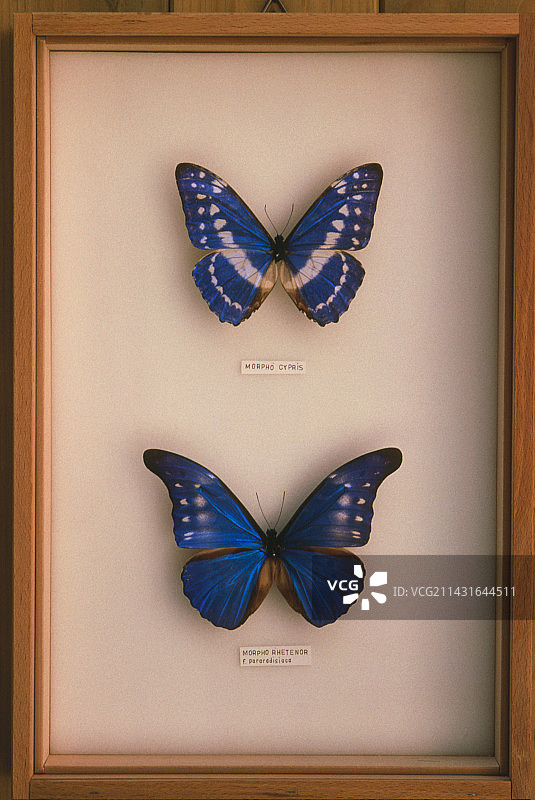 安装的摩尔甫蝴蝶标本图片素材