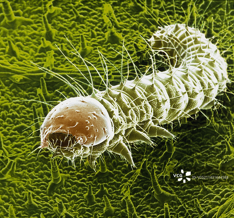 毛虫孵化的第五张假彩色扫描电镜图像图片素材