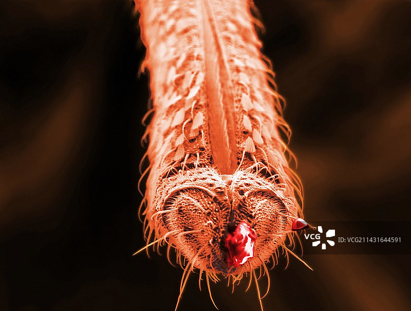 按蚊的口器图片素材