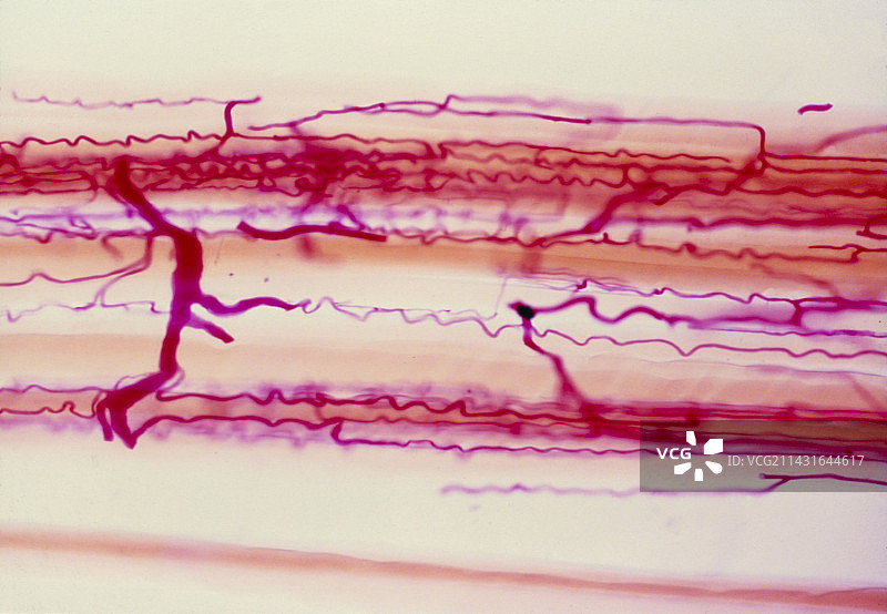 骨骼肌毛细血管供血显微镜图图片素材