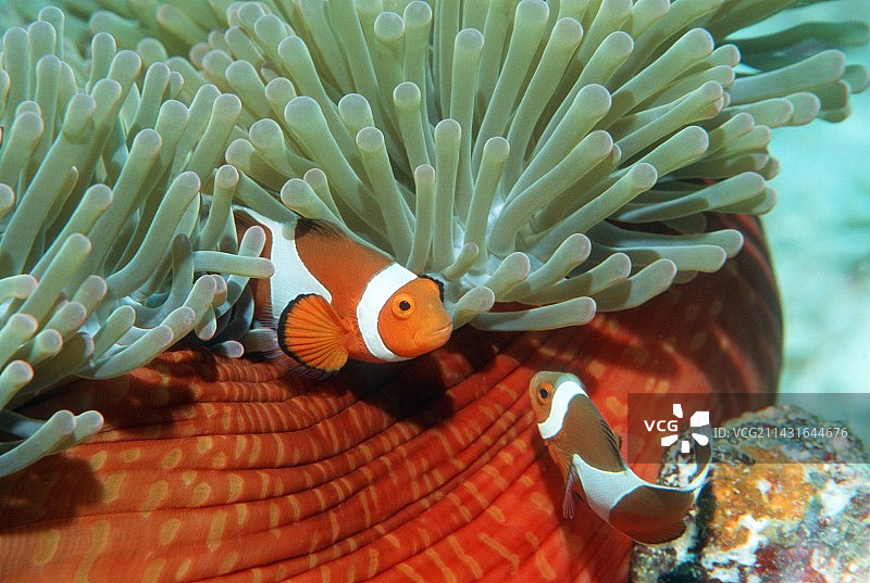 眼斑海葵鱼图片素材