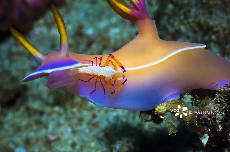 裸鳃类动物和皇帝虾图片素材